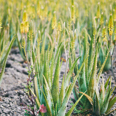 image_0000_aloe pano3 copy