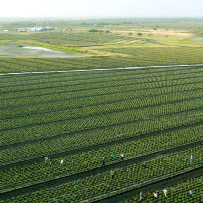 image_0001_07. Aloe Farm