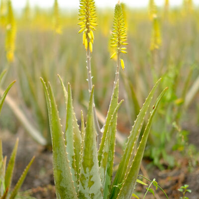 image_0001_09. _DSF0049